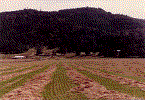 Windrows.gif (65148 bytes)